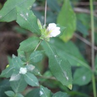 <i>Blepharis maderaspatensis</i>  (L.) B.Heyne ex Roth